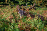 Red Deer Cervus elaphus