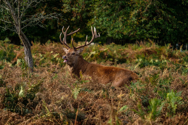 Red Deer Cervus elaphus