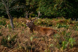 Red Deer Cervus elaphus
