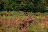 Red Deer Cervus elaphus