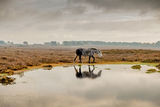 New Forest Pony and Reflection