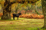 New Forest Pony in Autumn