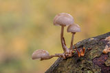 Porcelain Fungus Oudemansiella mucida