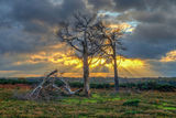 Bratley View in The New Forest