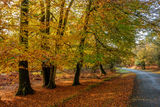 Autumn Beeches Denny Wood