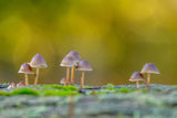 Mycena Toadstools