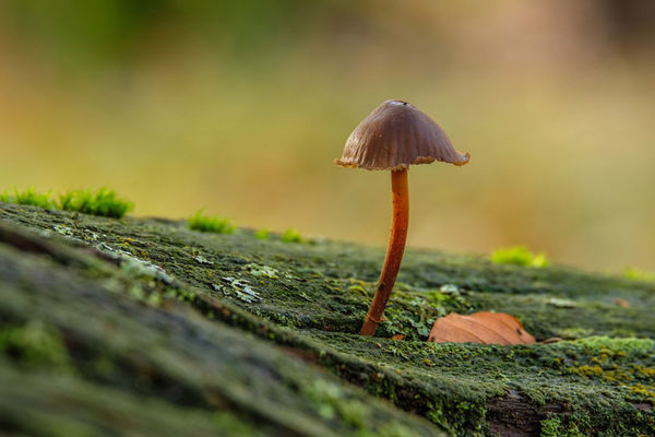 Mycena Toadstool