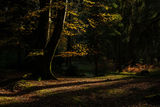 Blackwater Rhinefield Ornamental Drive