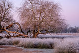 Willow and Frosty Grasses