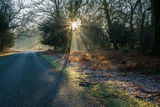 Bolderwood in Winter 1
