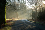 Bolderwood in Winter 2