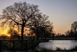 Sunrise at Bushy Park