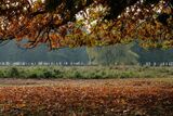 Autumn at Bushy Park London