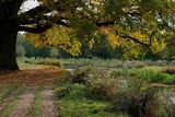 Bushy Park Pathway