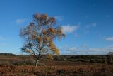 Silver Birch Mogshade Hill The New Forest