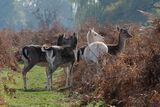 Fallow Deer Dama dama