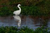 Little Egret Egretta garzetta