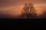 Lone Tree at Sunrise