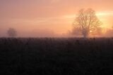 Misty Sunrise at Bushy Park