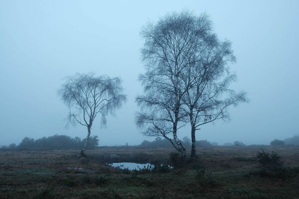 Silver Birch near Lyndhurst