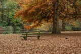 The Woodland Gardens Bushy Park Hampton
