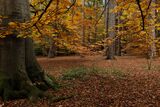Virginia Water Lake Woodlands in Autumn