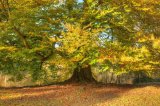 Beech Tree in Autumn