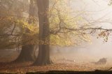 Beech Trees in Autumnal Mist