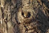 Grey Sqirrel Sciurus carolinensis