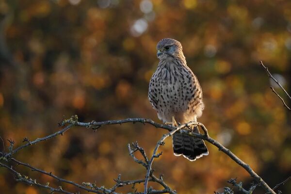 Kestrel Falco tinnunculus