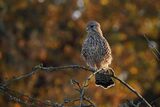 Kestrel Falco tinnunculus