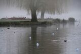 Willows in the Mist