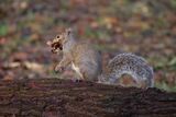 Grey Squirrel Sciurus carolinensis