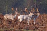 Fallow Deer Dama dama
