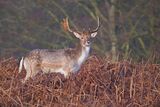 Fallow Deer Dama dama