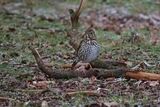 Song Thrush Turdus philomelos