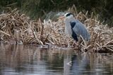 Grey Heron Ardea cinerea
