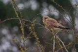 Kestrel Falco tinnunculus