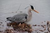 Grey Heron Ardea cinerea