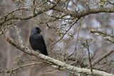 Jackdaw Corvus monedula