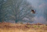 Grey Heron Ardea cinerea