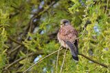 Kestrel Falco tinnunculus