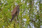 Kestrel Falco tinnunculus
