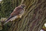 Kestrel Falco tinnunculus