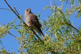 Kestrel Falco tinnunculus