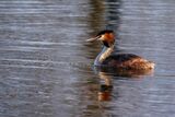 Great Crested Grebe Podiceps cristatus