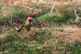 Green Woodpecker Picus viridis