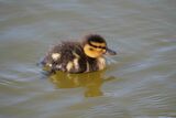 Mallard Anas platyrhynchos