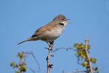 Whitethroat Sylvia communis