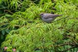 Blackcap Sylvia atricapilla